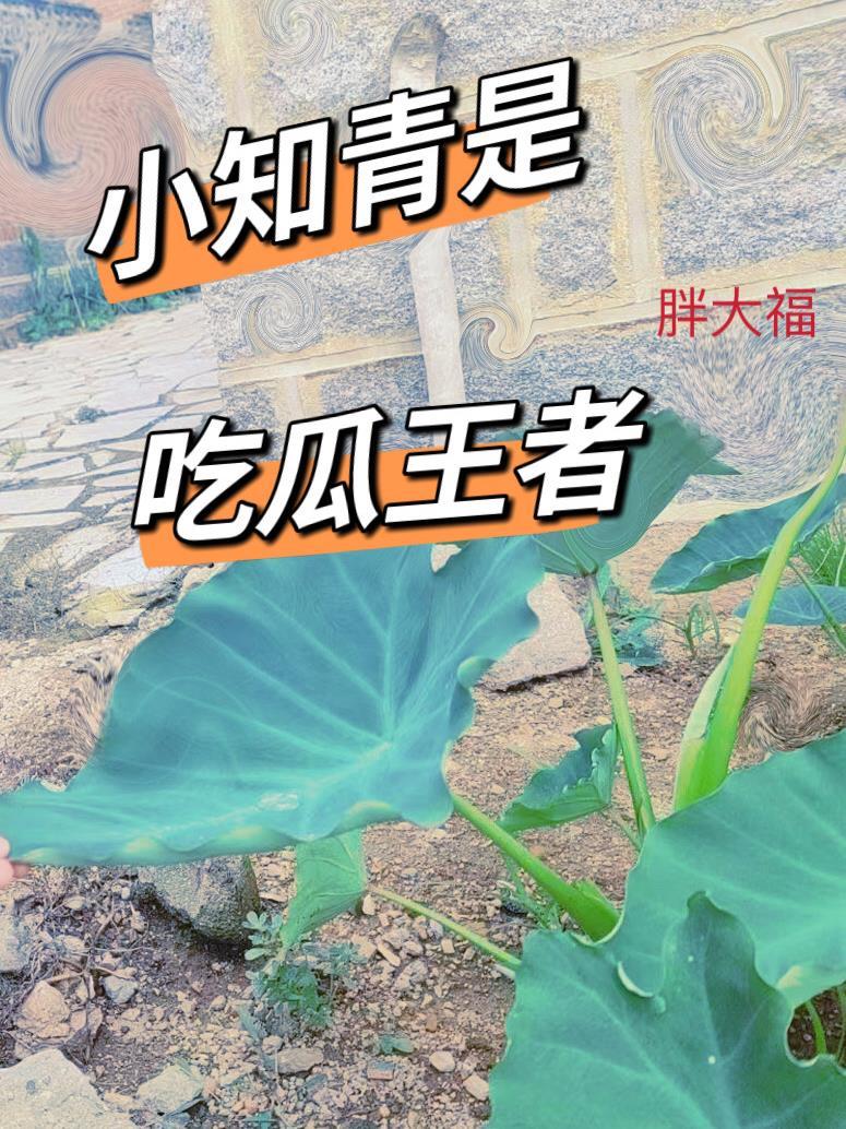 骗局by丁熔全文免费阅读